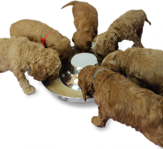 Stainless Steel Dog Bowls for Puppies - 11.8 Inch Feeding and Water Dishes
